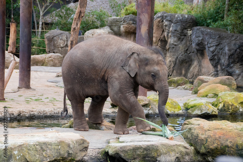 elephant in zoo