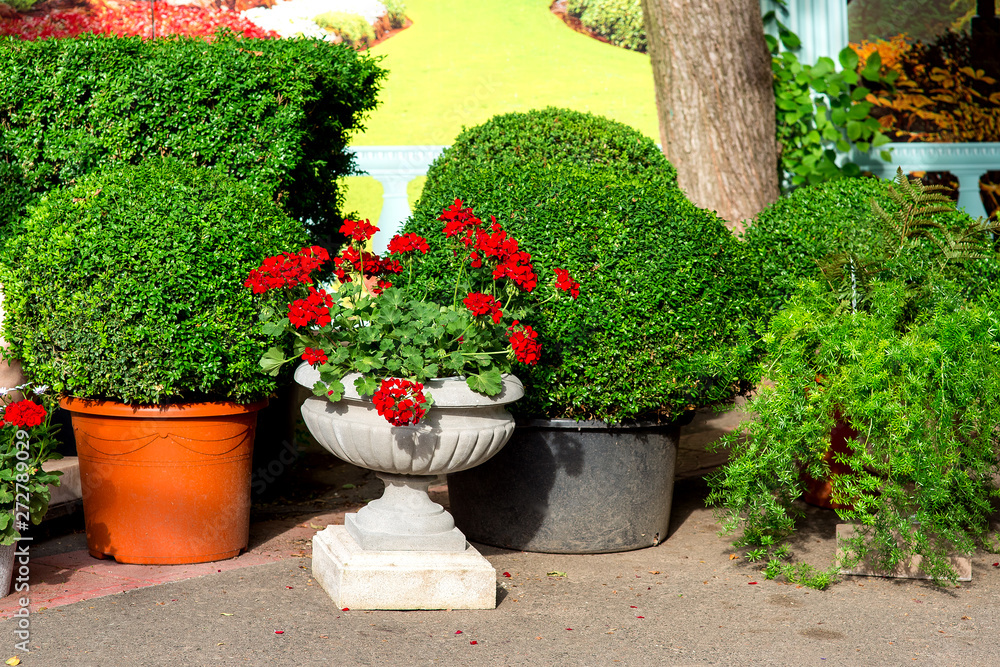 flowerpots with plants in the store on outdoors, a stone pot with red flowers and a plastic pot with bushes of evergreen boxwood.