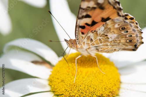 Orange butterfly Vanessa Cardui on white flower. photo