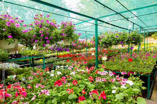 Shop selling flowers for home garden, flowerpots with hanging flowers.