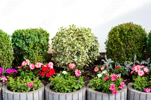 flower bed with leafy bushes in the background, white wall in the front gray stone flowerpots with a blooming petunia, decor of the backyard.