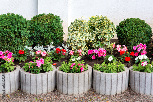 Fotografia flower bed with leafy bushes and gray stone flowerpots with a blooming petunia, decor of the backyard