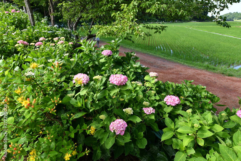 あじさい園 あじさい園