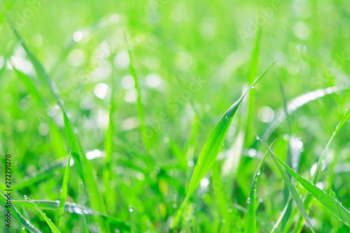 Fresh green grass with dew drops and sunlights as a full frame nature abstract background.