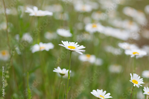 Fototapeta Naklejka Na Ścianę i Meble -  Meadow with green grass and white daisy flowers 