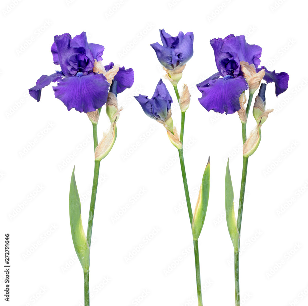 My Image 16