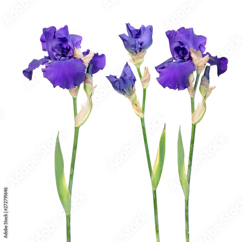 Set of blue iris flowers with long stem and green leaf isolated on white background. Cultivar from Tall Bearded (TB) iris garden group