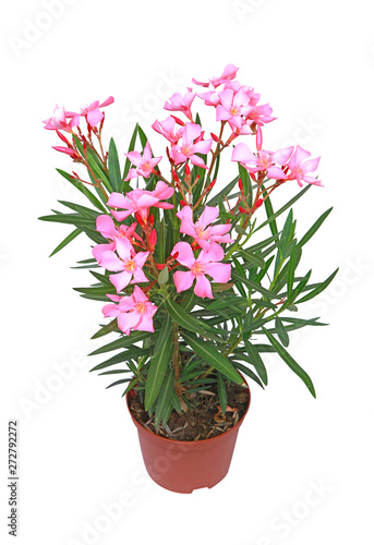 Nerium oleander 