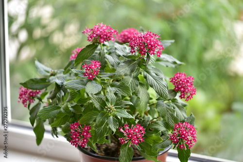 Indoor plant pentas with red flowers in a pot photo