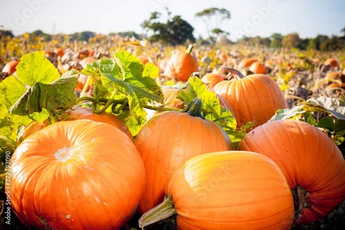 Happy Halloween! Cute cheerful little witch with a magic wand. Beautiful child girl in witch costume sitting on the big pumpkin, conjuring and laughing.