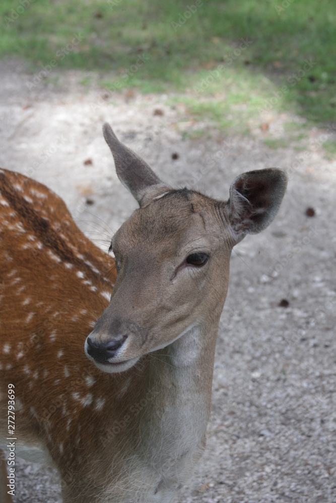 Fototapeta premium damwild