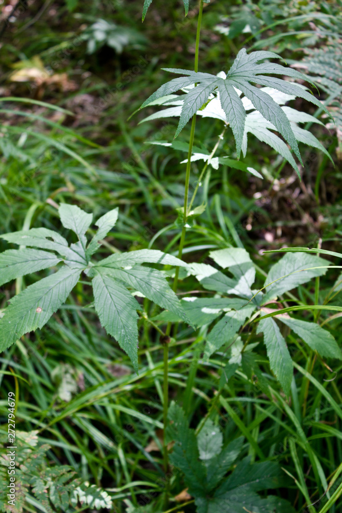 Far Eastern plant in the forest. Summer