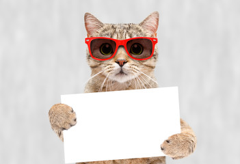 Portrait of a cat Scottish Straight in red sunglasses with a banner in paws on a gray background