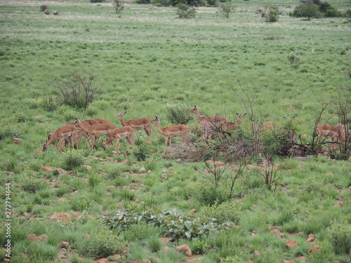 Fototapeta Naklejka Na Ścianę i Meble -  Antelope, Pilanesberg National Park, South Africa