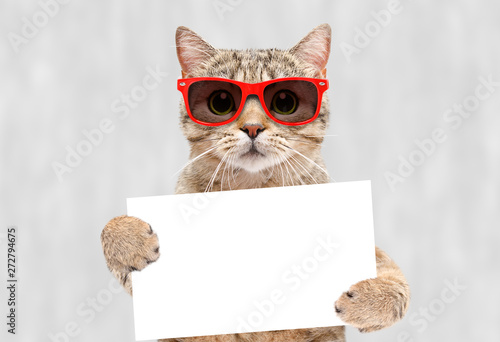 Portrait of a cat Scottish Straight in red sunglasses with a banner in paws on a gray background