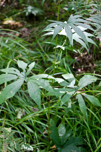 Far Eastern plant in the forest. Summer