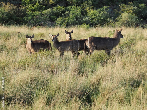 Fototapeta Naklejka Na Ścianę i Meble -  Antelope, Pilanesberg National Park, South Africa