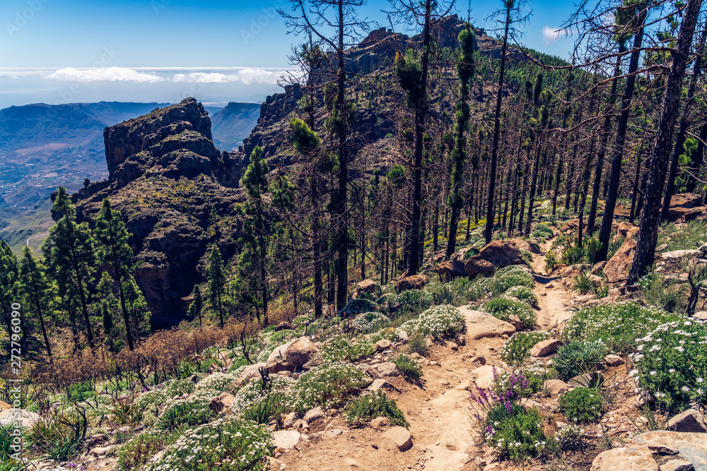 Beautiful mountain and forest view (with dark burnt trees) from roque nublo trek path, Gran Canaria, Canary island in Spain.