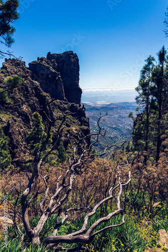 Beautiful mountain and forest view from roque nublo trek path, Gran Canaria, Canary island in Spain.
