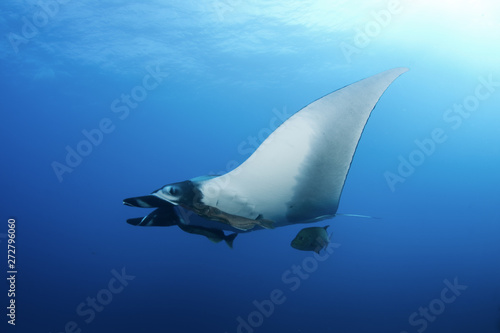 giant oceanic manta ray  manta birostris