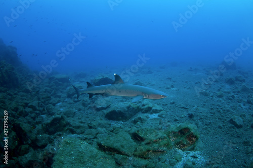 whitetip reef shark, triaenodon obesus photo