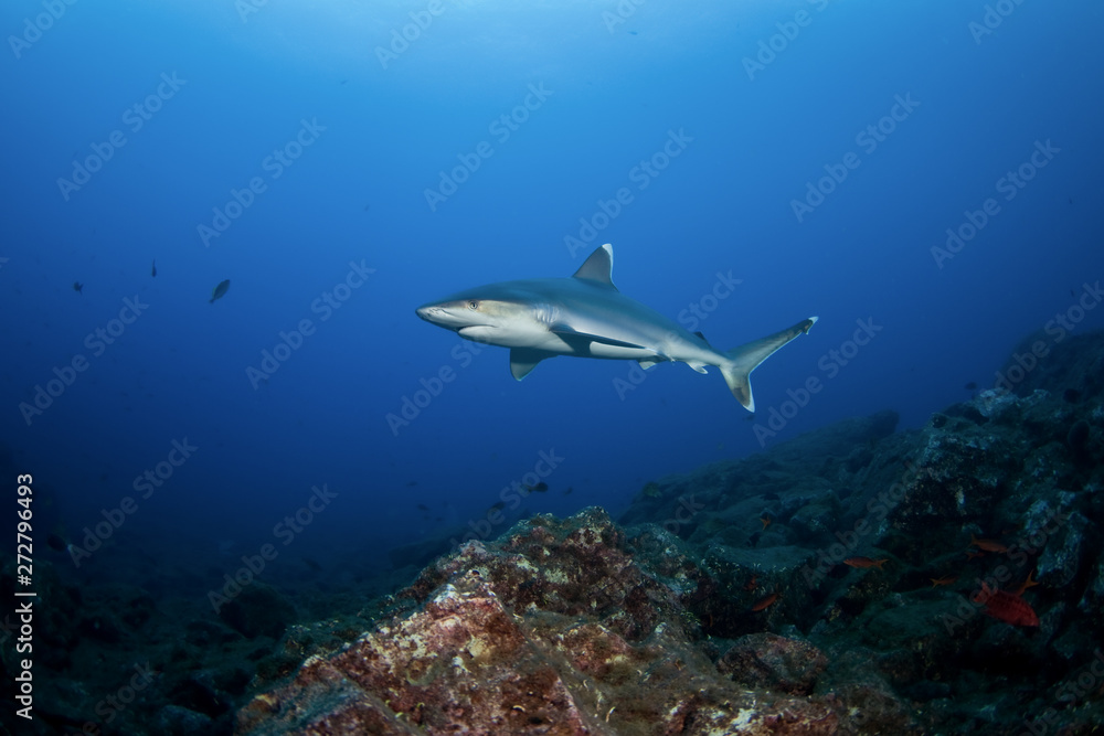 Fototapeta premium silvertip shark, carcharhinus albimarginatus