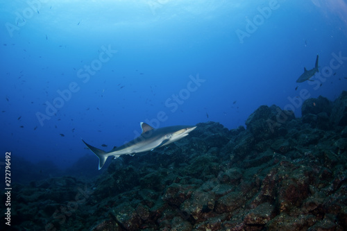silvertip shark, carcharhinus albimarginatus