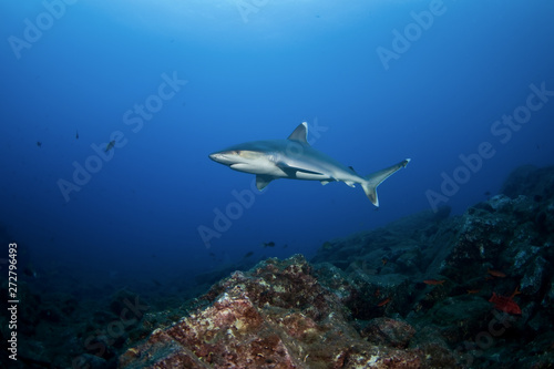 silvertip shark, carcharhinus albimarginatus