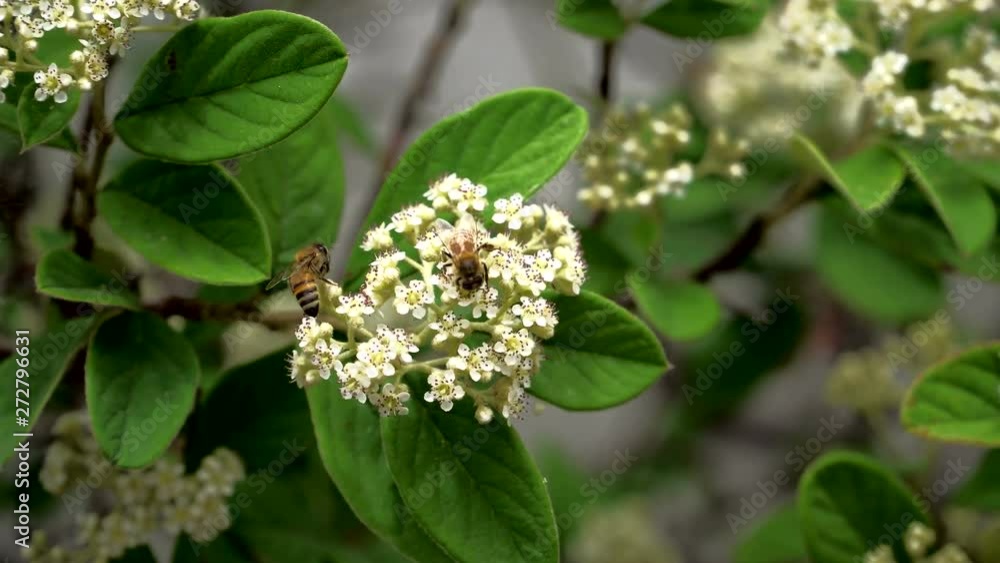 Api su fiore Api su fiore