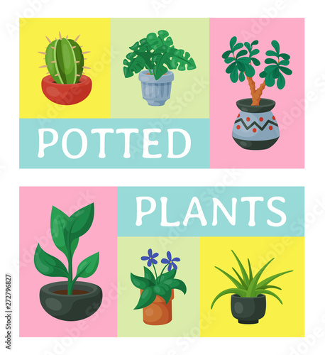 House flowers indoor floriculture poster vector illustration. Nature home decoration gardening. Indoor plants in flowerpot beauty decorative flora. Cozy succulent foliage exotic garden houseplant