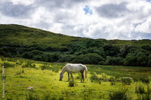 White horse eating grass on empty meadow, grassland with hills and puffy clouds