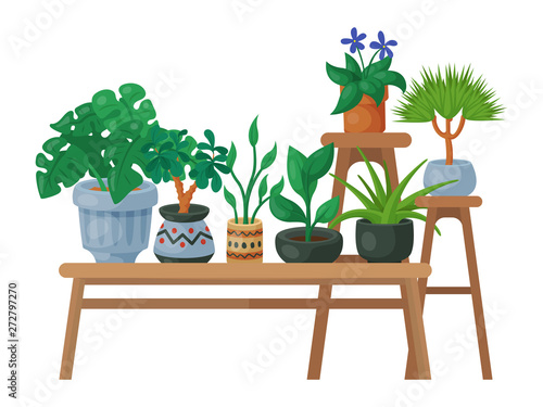 House flowers shelf indoor floriculture vector illustration. Nature home decoration gardening. Indoor plants in flowerpot beauty decorative flora. Foliage exotic garden houseplant table.