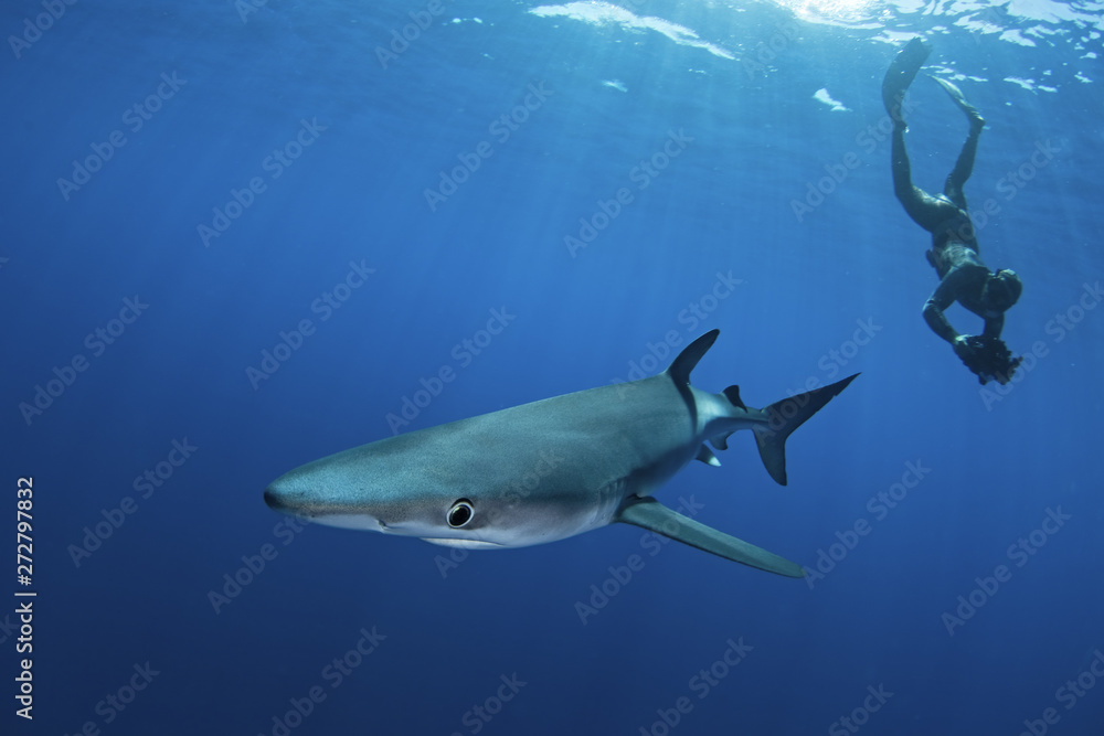 Fototapeta premium blue shark, prionace glauca