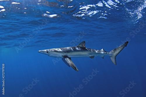 blue shark, prionace glauca photo