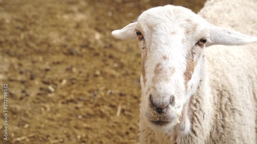 Close Up Sheep Portrait Inside A Barn Close Up Sheep Portrait Inside A Barn