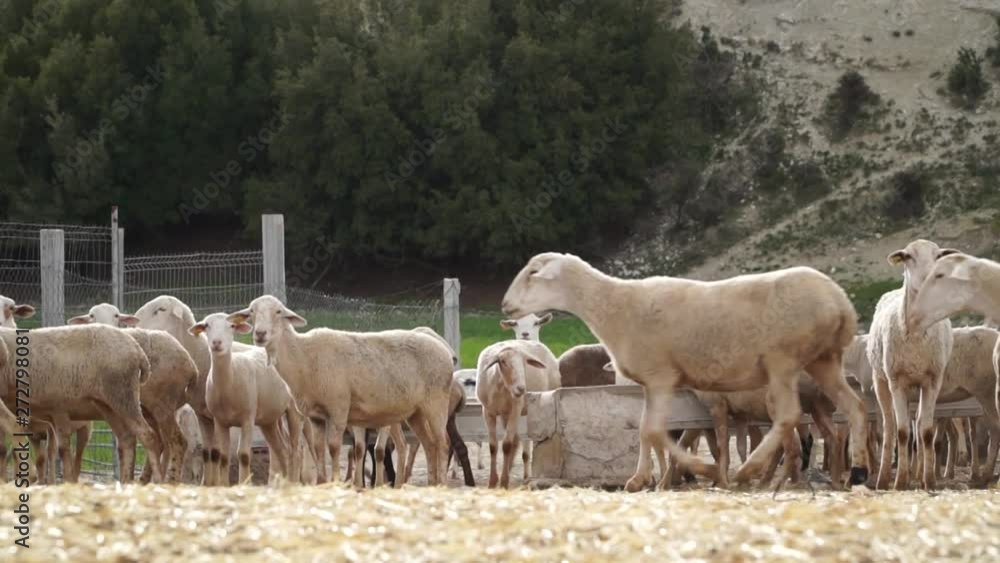 Livestock Farm Sheep Eating From Food Trough Livestock Farm Sheep Eating From Food Trough