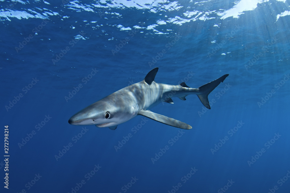 Fototapeta premium blue shark, prionace glauca