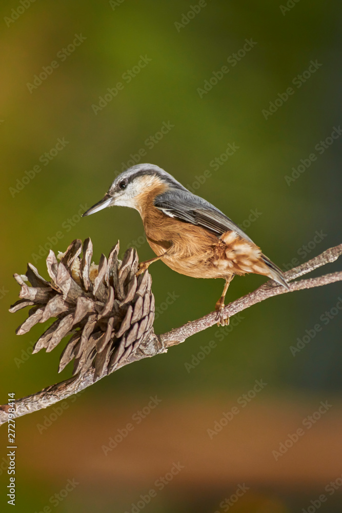 Blue climber (Sitta europaea) on pine cone. Malaga, Spain. Blue climber (Sitta europaea) on pine cone. Malaga, Spain.