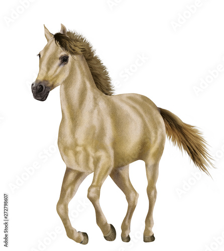 cheval  de face  animal  isol    jaune     talon  ferme  mammif  re  brun  fond blanc  galop  nature  crin  noir  debout  poulain  poney  andalou  jument  cheval  chevalin  b  tail  courir  amoureux des c