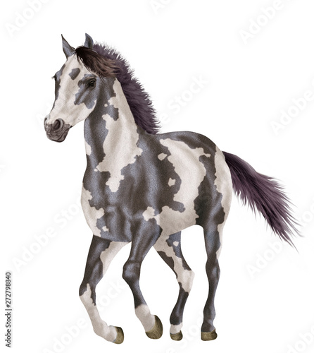 cheval  de face  animal  isol    noir et  blanc    talon  ferme  mammif  re  brun  fond blanc  galop  nature  crin  noir  debout  poulain  poney  andalou  jument  cheval  chevalin  b  tail  courir  amoure