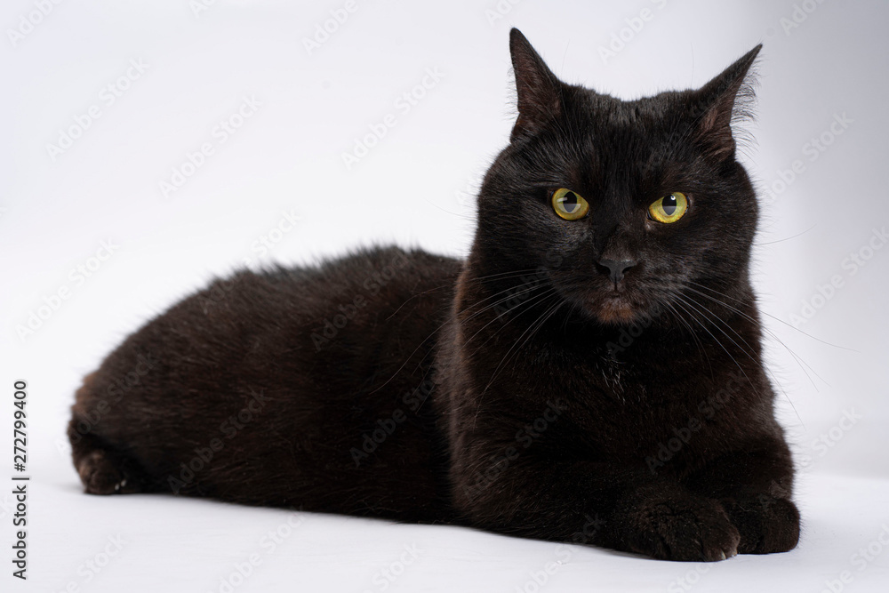 Black surprised stunned cat on a white background. Isolate