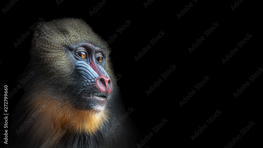 Portrait of colorful curious African mandrill, an alpha male at black background - obrazy, fototapety, plakaty 