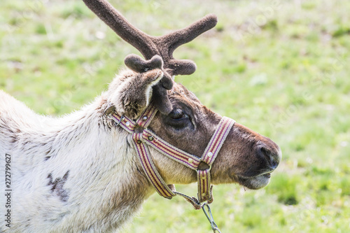 Portrait of domesticated reindeer in Sevan Lake, Armenia