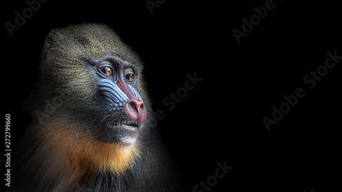 Portrait of colorful curious African mandrill, an alpha male at black background
