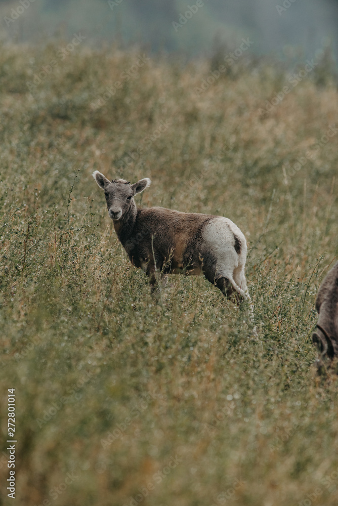 Naklejka premium Mountain goats having a morning walk