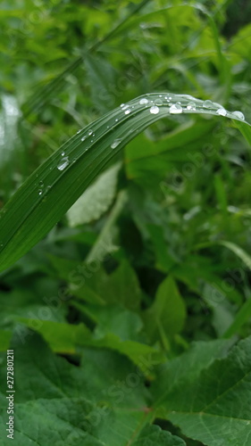 drops of dew on the grass