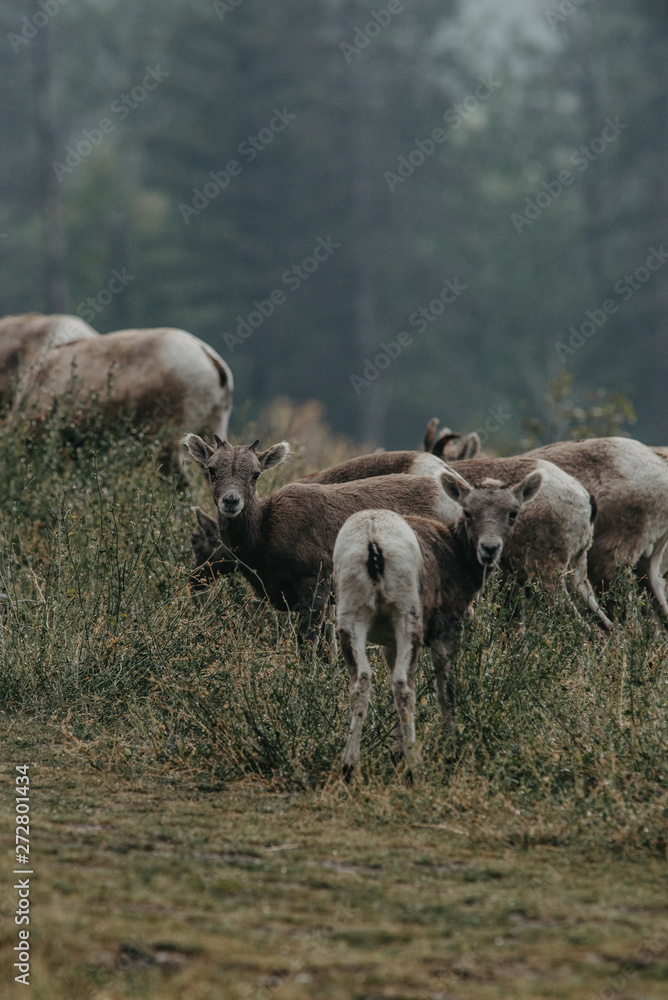 Mountain goats having a morning walk