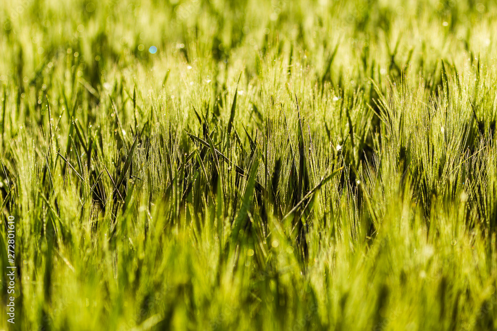Colorful landscape of yellow green fields and trees under the blue pink sky before sunset. Colorful landscape of yellow green fields and trees under the blue pink sky before sunset.