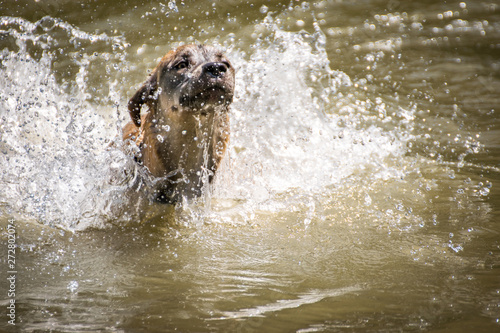 Dog playing with water in a lake