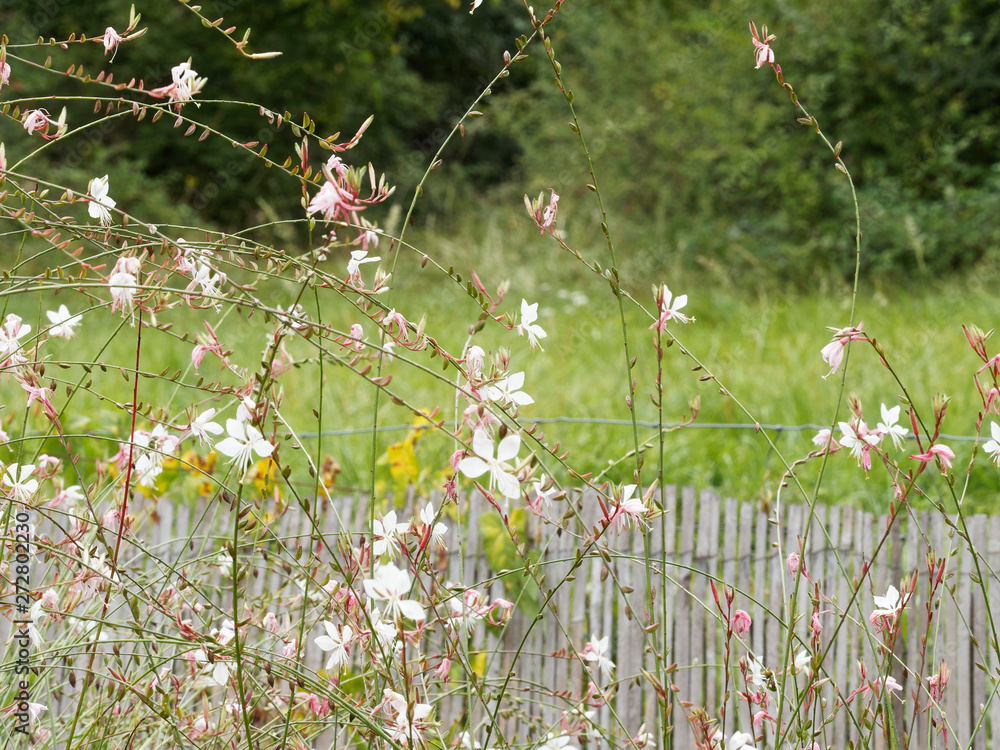 Tiges au vent et floraison blanche de la Gaura de Lindheimer (Gaura ou  oenothera lindheimeri) Stock Photo | Adobe Stock